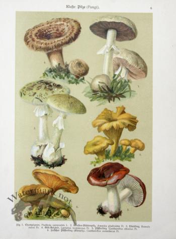 Botanical Atlas 1911 01